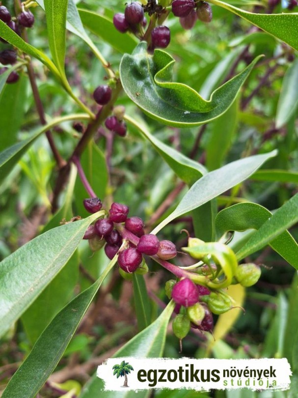 Új-Zélandi egérlyukfa, Ngaio, Myoporum laetum, fagytűrő, télálló, gyümölcs